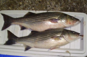 Lake Texoma striper fishing report