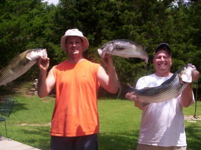 Lake Texoma striper fishing report