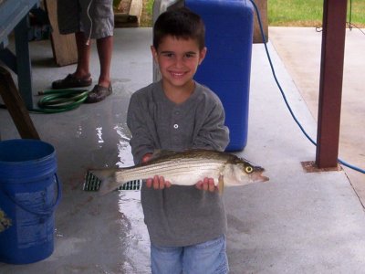 Lake Texoma striper fishing report