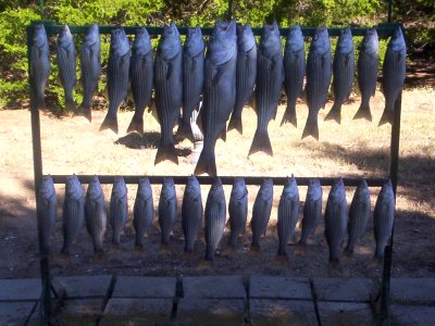 Lake Texoma striper fishing report