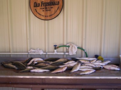 Lake Texoma striper fishing report