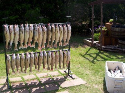 Lake Texoma striper fishing report