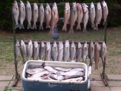 Lake Texoma striper fishing report