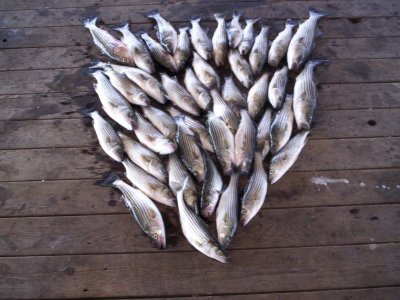 Lake Texoma striper fishing report