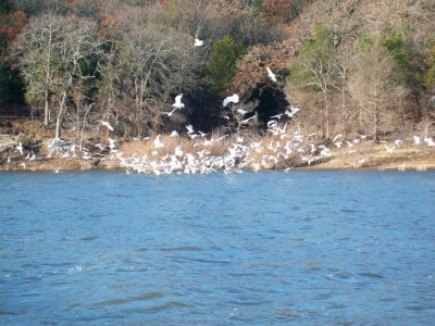 Lake Texoma striper fishing report