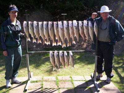 Lake Texoma striper fishing report