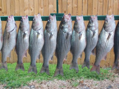 Lake Texoma striper fishing report