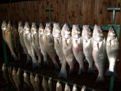 Lake Texoma striper fishing report