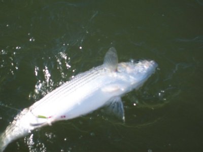 Lake Texoma striper fishing report