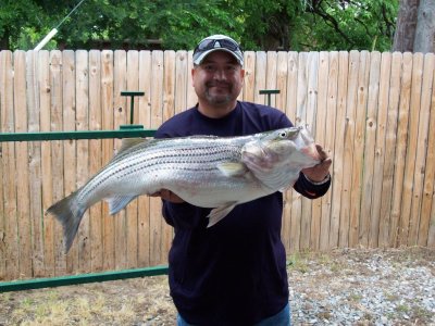 Lake Texoma striper fishing report