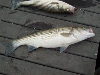 Entech 18th Annual Striper Fishing Tournament