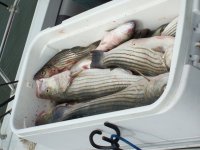 Entech 18th Annual Striper Fishing Tournament