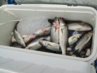 Entech 18th Annual Striper Fishing Tournament