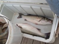 Entech 18th Annual Striper Fishing Tournament