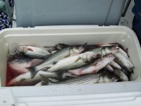 Entech 18th Annual Striper Fishing Tournament