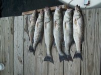 Entech 18th Annual Striper Fishing Tournament