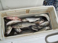 Entech 18th Annual Striper Fishing Tournament