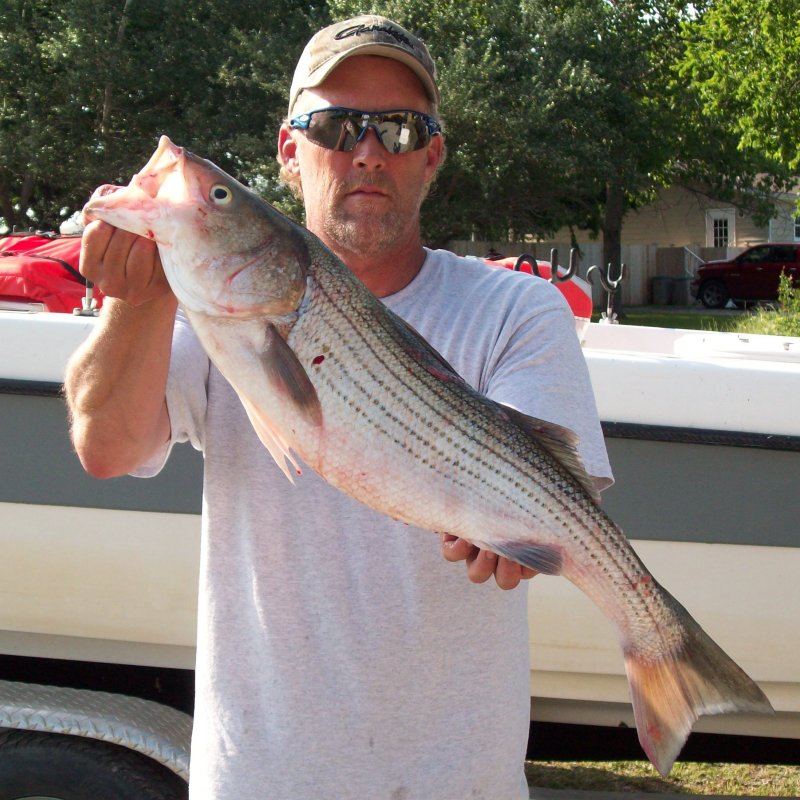 Lake Texoma Striper Fishing Guide Service fishing for striped bass